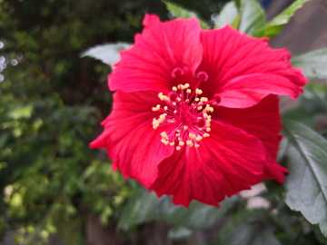 扶桑花