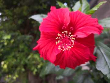 扶桑花