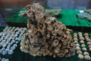 笛管珊瑚化石