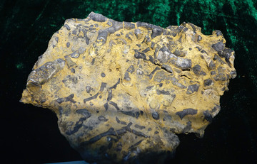放射层孔虫化石