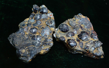 乳房贝化石