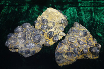五房贝乳房贝化石