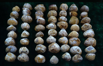 喜马拉雅美邊贝化石