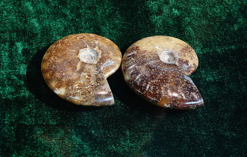 枼菊石化石