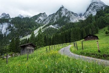 奥地利阿尔卑斯山的野花小径