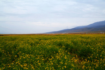 油菜花海