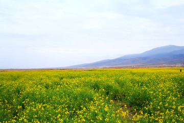 油菜花海