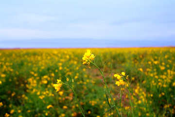 油菜花海