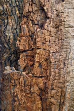 沧桑枯木树干古树裂缝裂纹