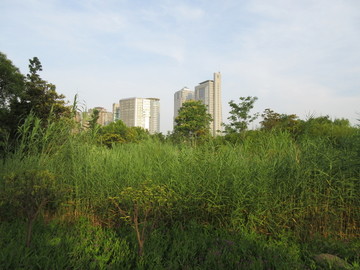 郑东新区湿地公园