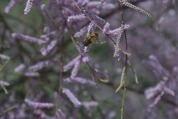 红柳花上的蜜蜂