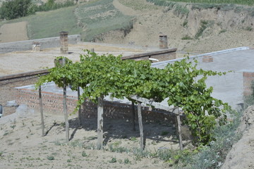 农民住所旁的葡萄树