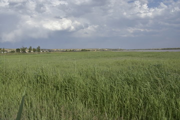 黄河草原