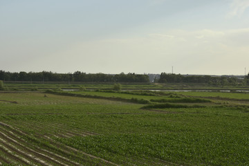 黄河边上广袤的农田