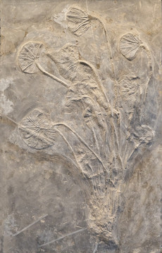 史前生物化石