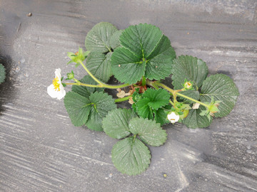 白草莓标本