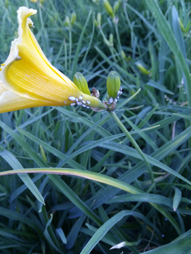 生蚜虫的萱草