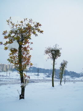雪景