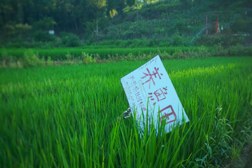 稻田