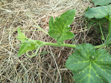 南瓜苗  植物