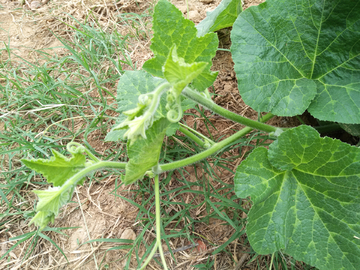 南瓜苗  植物