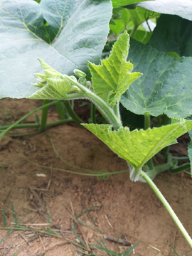 南瓜苗 植物