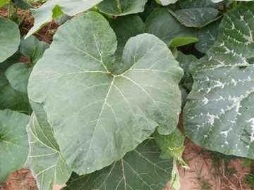 南瓜苗  植物