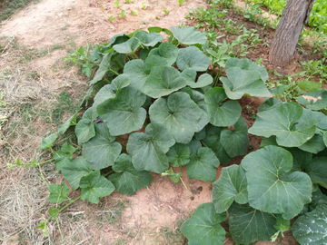 南瓜苗  植物