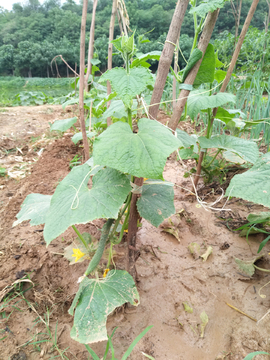 植物  黄瓜苗