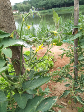 植物  西红柿