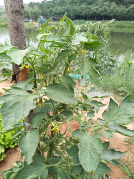 西红柿   菜园