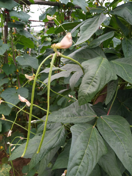 豆角  植物