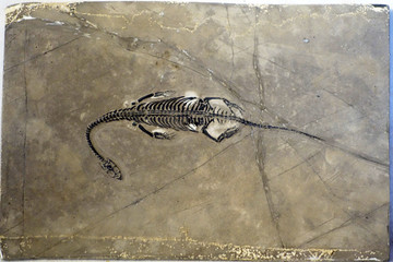 贵州龙化石