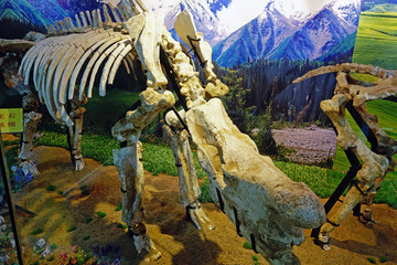 披毛犀化石