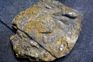 中华石燕化石