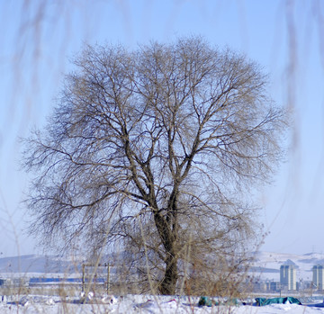 树