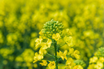 油菜花蜜蜂