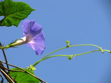 牵牛花