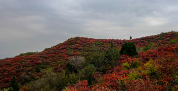 满山红叶