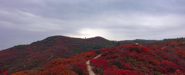 满山红叶