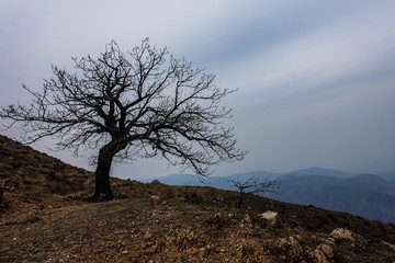 高山枯树