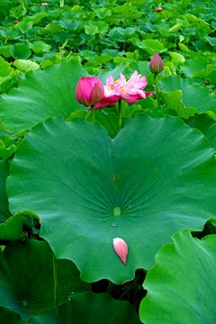 荷花太空莲