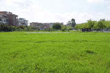 农村风光