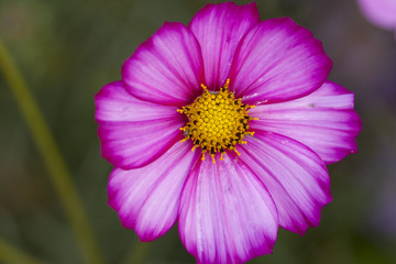 格桑花