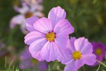 格桑花