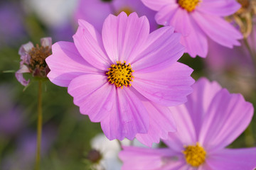 格桑花