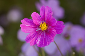 格桑花