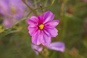 格桑花