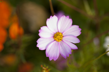 格桑花