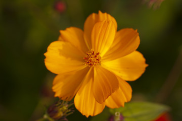 金鸡菊花